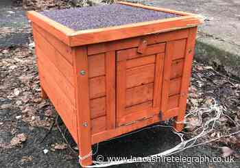 Upsetting pictures warning: Chihuahua found dead inside rabbit hutch