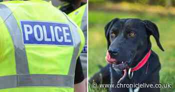 Police seek to reassure dog owners after ‘several unfounded’ reports of thefts