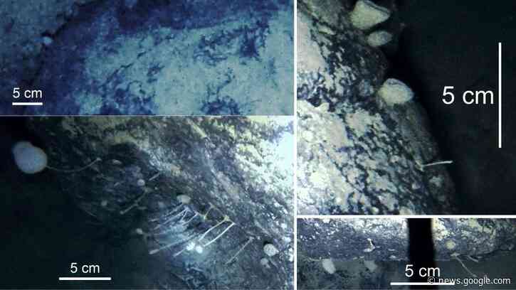 New video captures discovery of spongy animals deep under Antarctic ice - Livescience.com