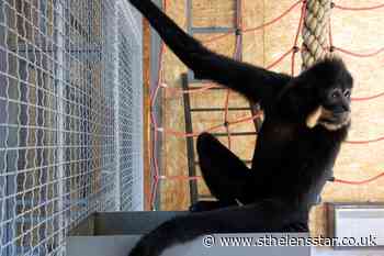 Endangered gibbons find new home at Sarajevo Zoo - St Helens Star