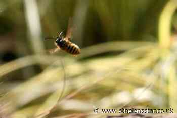 Tropical wasps babysit for neighbouring nests, researchers find - St Helens Star