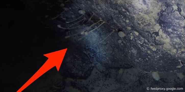 Scientists accidentally found life under 3,000 feet of ice in Antarctica. 'Never in a million years' would they have expected it, the lead scientist said.