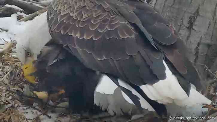 Second Egg Laid At Hays Bald Eagles’ Nest