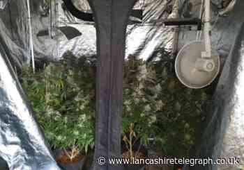 Police find small cannabis farm after resident tip offs