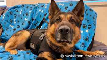 Saskatoon police dog back on job after recovering from stab wounds