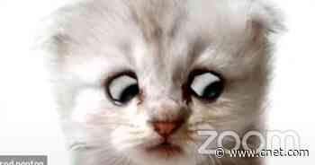 'I am not a cat': Find and use the infamous lawyer cat filter everyone's talking about     - CNET