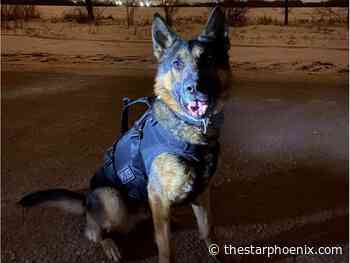 Oliver the police dog "recovering well" after being injured earlier this month