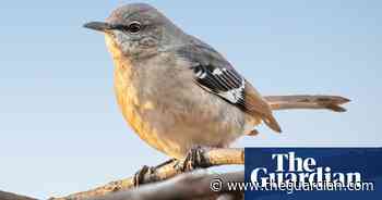 To see a mockingbird: birdwatchers fined for breaking Covid rules - The Guardian