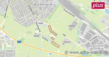 Gartenbesitzer zahlen Legalisierung in Bischofsheim - Echo Online