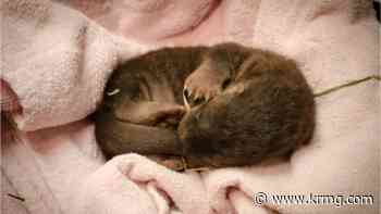 Rhode Island zoo announces birth of baby river otters - KRMG