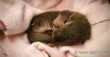 Rhode Island zoo announces birth of 4 baby river otters - KIRO Seattle