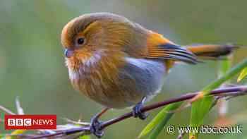 High-altitude birds evolved thicker 'jackets'