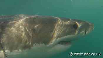 Where are Cape Town's great white sharks?