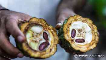 Nestlé and Mondelēz among chocolate giants facing child slavery lawsuit over supply chain practices