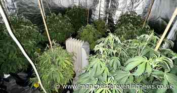 Plants seized as police raid cannabis farm hidden in Bolton home - Manchester Evening News