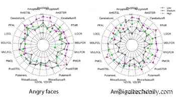 Lower Testosterone During Puberty Increases the Brain’s Sensitivity to the Sex Hormone in Adulthood
