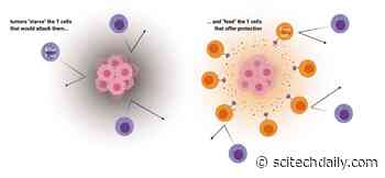 Chemicals in Areas Surrounding Tumors Subvert the Immune System and Enable Cancer to Evade Attack