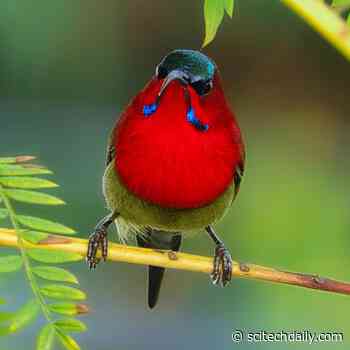 Higher Elevation Himalayan Songbirds Sport Thicker Down “Jackets” to Survive the Cold