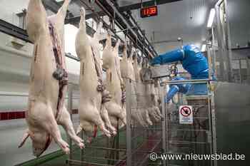 Westvlees recht rug na moeilijk jaar: Belgian Pork Group plant miljoenen aan investeringen