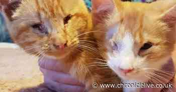 Adorable blind kittens rescued by RSPCA from builders' yard