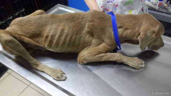 Help needed after dog left for dead in the streets of Mexico