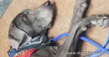 3rd time in recent weeks in Twin Cities: Unattended vehicle stolen with engine running, dog inside