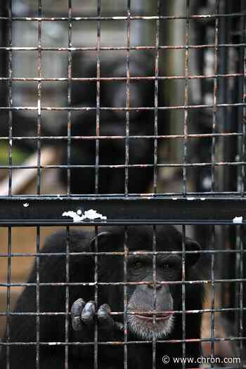 Chimpanzee, monkeys and lemurs are dead after animal sanctuary near San Antonio is left without heat, electricity