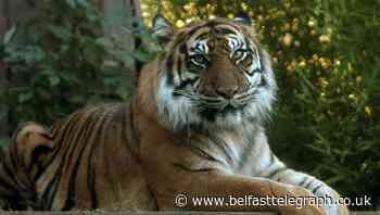 Poisonous snakes, tigers and monkeys among 70 exotic animals cared for by private owners in NI