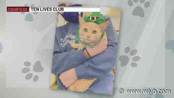 Ten Lives Club dressing up cats in hats to help get them adopted