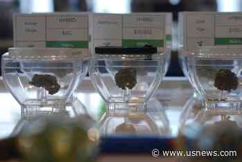 Amid Pandemic, New Mexico Forges Path to Legal Cannabis