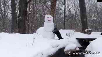 Otters at Seneca Park Zoo enjoy the snow