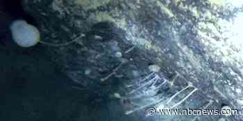 Scientists find unexpected animal life far beneath Antarctica’s floating ice shelves