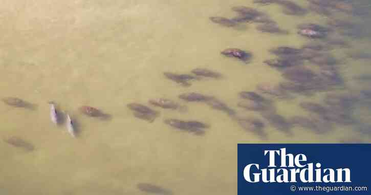 Hundreds of Florida manatees filmed basking alongside dolphins – video