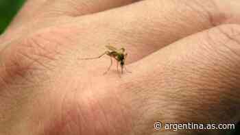 Invasión de mosquitos en Buenos Aires: ¿puede transmitir el COVID-19? - AS Argentina