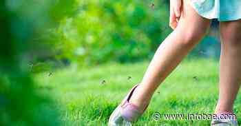 Alerta por invasión de mosquitos en Buenos Aires: las causas y cómo protegerse - infobae
