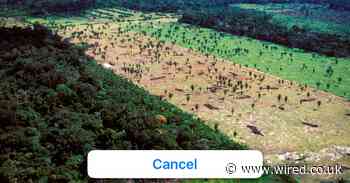 Deep in the rainforest, old phones are catching illegal loggers