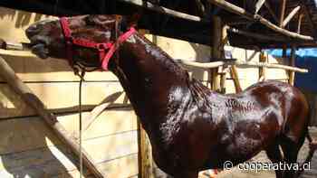 Con detenidos y sumarios terminó una carrera a la chilena en Coronel - Cooperativa.cl