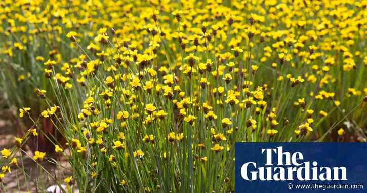 Plantwatch: fungus creates fake fragrant flowers to fool bees