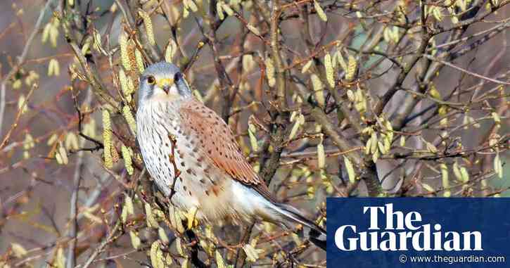 Country diary: among the signs of spring are echoes of the past