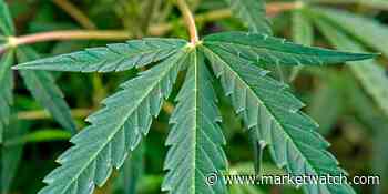 Medical cannabis company Kanabo soars in London market debut - MarketWatch