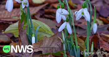 Sneeuwklokjesdagen in Arboretum Kalmthout: "De krokusvakantie zou beter van naam veranderen" - VRT NWS
