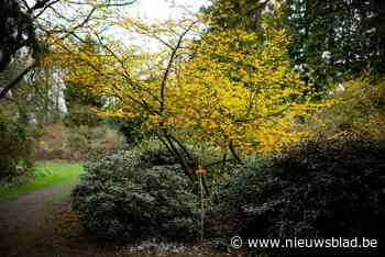15.000 minder bezoekers door corona in Arboretum - Het Nieuwsblad