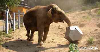 Neunkirchen: Elefant im Zoo Kirsty tot - sol.de