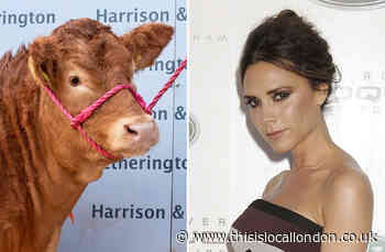 World's most expensive cow sells for £262,000