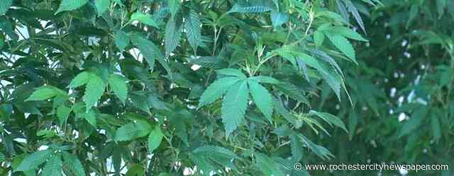 Cuomo revises proposal for marijuana legalization