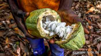 Acht Opfer gegen Schoko-Multis: Ernten Kindersklaven den Nestlé-Kakao?