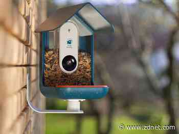 Backed to Business: Watching birds and tracking the rat race