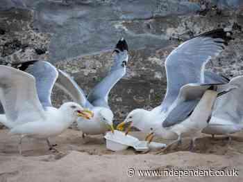‘Too fat to fly’: Obese Gulf seagulls grounded after gorging on throwaway fast food - The Independent