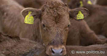 Deal for common EU-UK food safety standards ‘on the table,’ Šefčovič says - POLITICO.eu