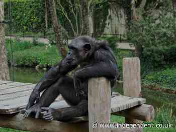 Chimpanzee and Monkeys die in Texas after sanctuary loses power during Winter Storm Uri